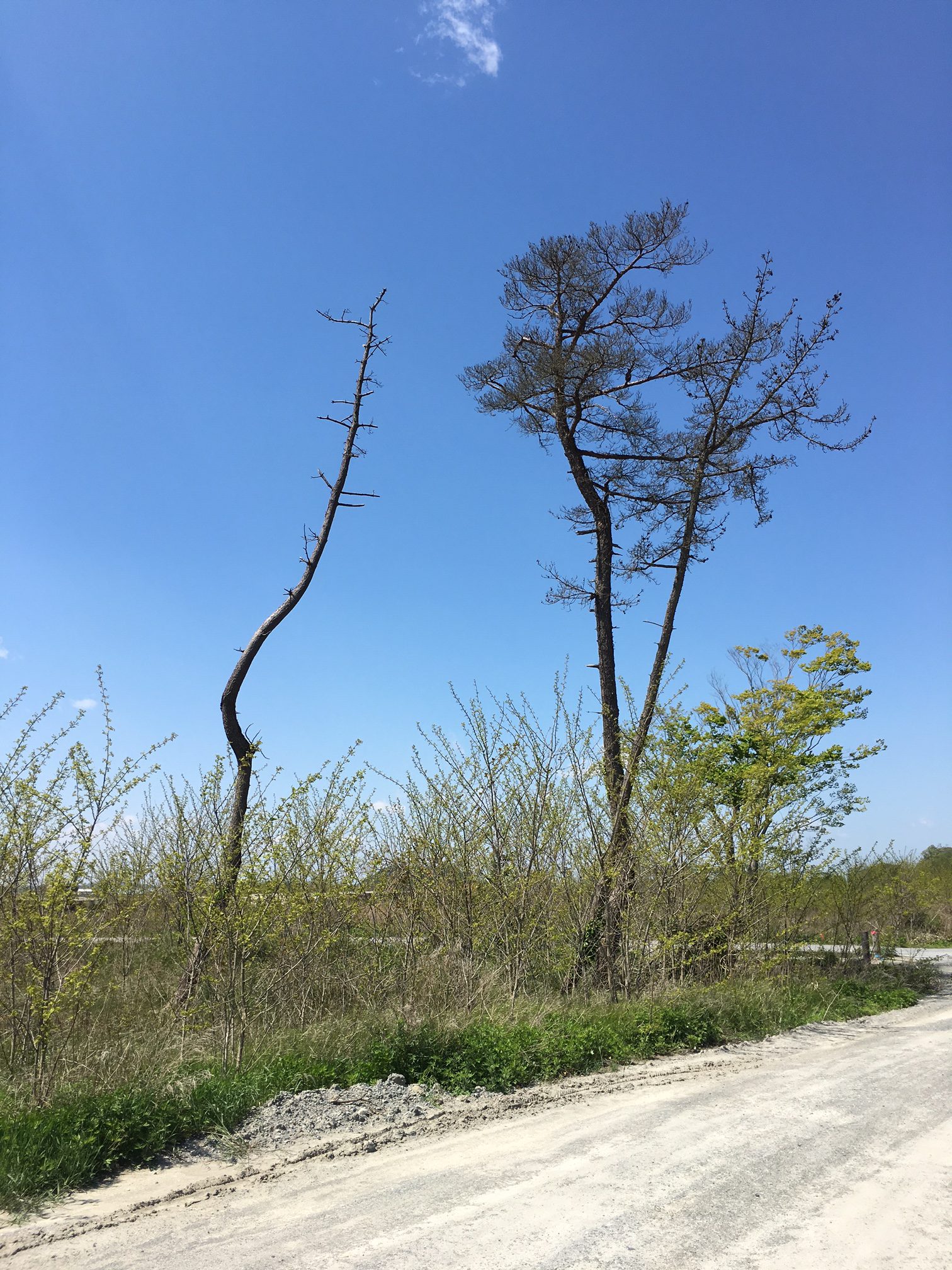 熊本地震の復興　補正予算