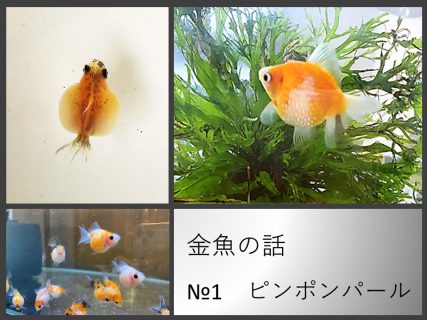ピンポンパール