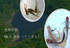 【第204回通常国会法案解説シリーズ19】消費者被害の防止及びその回復の促進を図るための特定商取引に関する法律等の一部を改正する法律案