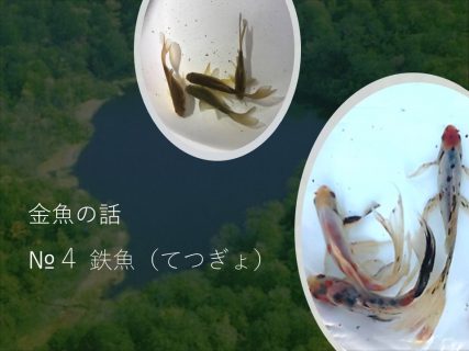 鉄魚