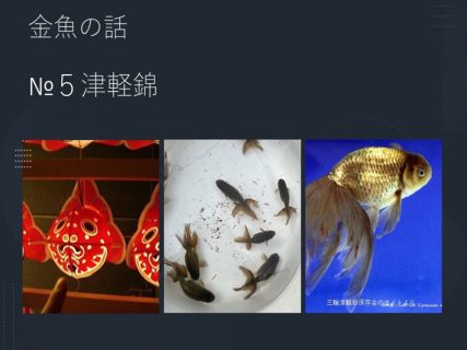 津軽錦