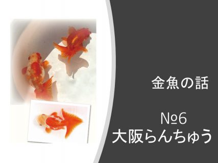 大阪らんちゅう