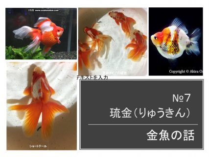 琉金（りゅうきん）