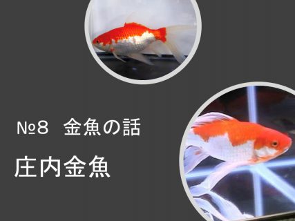 庄内金魚