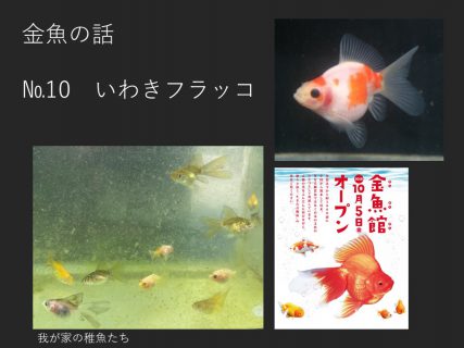 いわきフラッコ