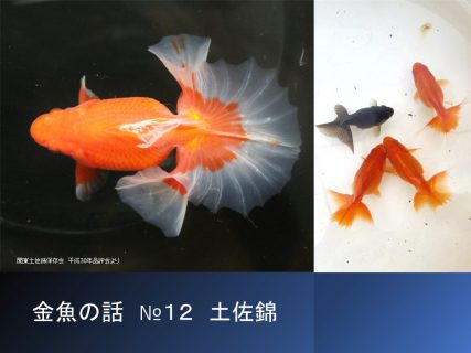 土佐錦