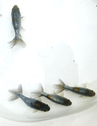 銀魚 石田まさひろ政策研究会